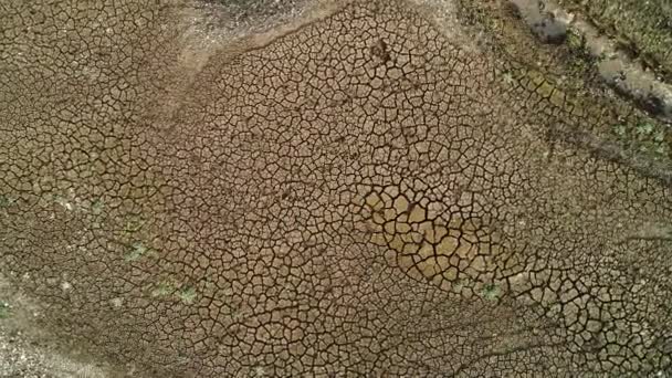 Vista aérea de um lago seco com plantas verdes raras crescendo a partir de rachaduras profundas. Atingido. Textura seca do solo, conceito de aquecimento global e seca. — Vídeo de Stock