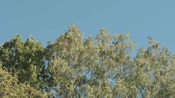 Vårlandskap med trädgrenar och gröna blad mot den blå himlen. Börja. Botten utsikt över ett träd krona svajande i vinden. — Stockvideo