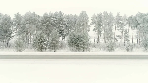 Vista da bela madeira de vidoeiro de inverno. Cena. Floresta na neve em alpen top — Fotografia de Stock