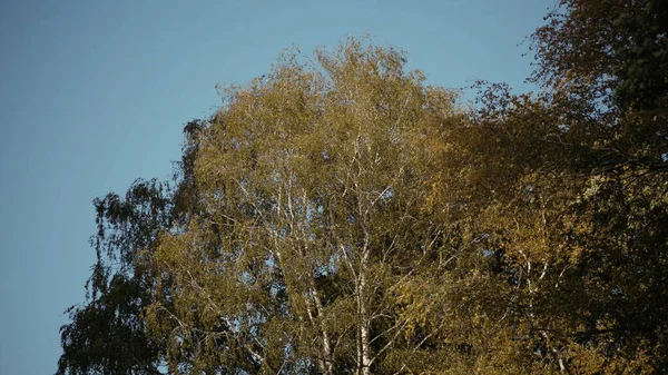 Vista inferior de uma coroa de árvore de vidoeiro de primavera no fundo de céu azul. Acção. Fundo natural de folhas de árvore balançando no vento em um dia ensolarado. — Fotografia de Stock