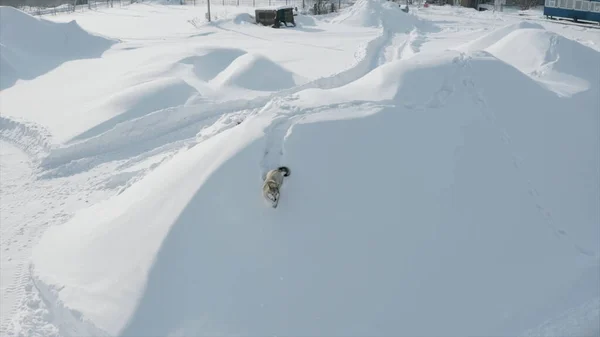 Letecký pohled na velkého krásného psa štěkajícího na drona a běžícího v hlubokém sněhu. Klip. Krásný pes chrání své území v zimním dni. — Stock fotografie