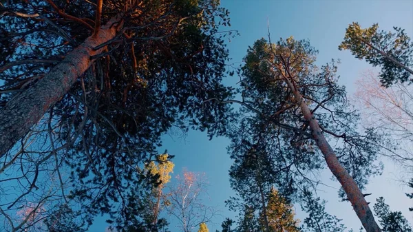 Frame of green trees around edges and blue sky in the centre, bottom view. Scene. View of the sky from the bottom of the forest with trees and branches along the edges of the frame — Stock Photo, Image