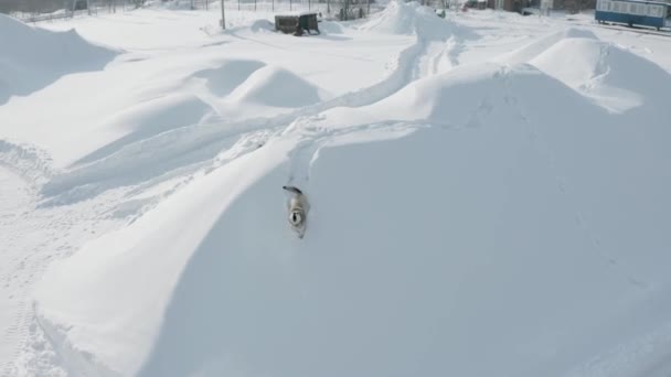 Aerial view of a big beautiful dog barking at drone and running in deep snow. Clip. Beautiful dog protecting its territory on a winter day. — Stock Video