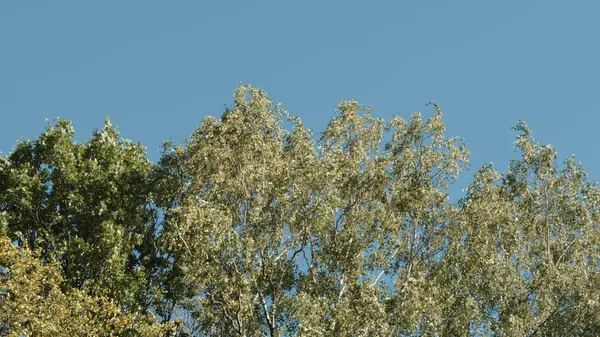 Paisagem de primavera com galhos de árvores e folhas verdes contra o céu azul. Acção. Vista inferior de uma coroa de árvore balançando ao vento. — Fotografia de Stock