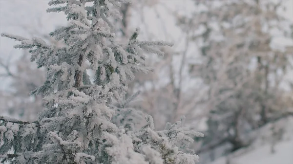 Sneeuw bedekt tak van dennenboom in de winter bos. Plaats delict. Dennenboom na zware sneeuwval, natuur in de winter koud seizoen. — Stockfoto