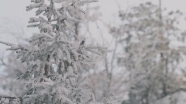 Kış ormanında köknar ağacının karla kaplı dalları. Sahne. Yoğun kar yağışından sonra çam ağacı, soğuk kış mevsiminde doğa.