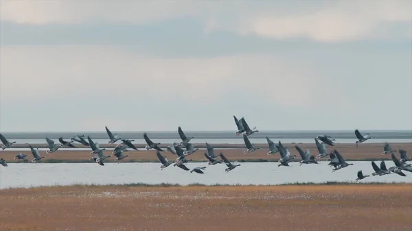 Flock of birds rising up to the air. Video. Picturesque swampy terrain with small lakes and withered grass and a flock of ducks starting to fly. — Stock Photo, Image