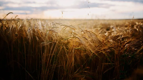 Campo de trigo dorado y cielo azul nublado. Vídeo. Agrícola hermoso campo bajo los rayos del sol en un día soleado de verano. — Foto de Stock