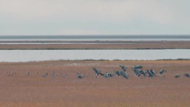 Kuş sürüsü havalanıyor. Video kaydı. Küçük göller, kurumuş otlar ve uçmaya başlayan ördek sürüsüyle dolu bataklık arazisi..
