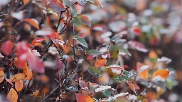 Close up de folhagem de outono colorido molhado da chuva. Vídeo. Fundo natural wuth um arbusto ramos com verde, vermelho, folhas amarelas com gotas de chuva. — Vídeo de Stock