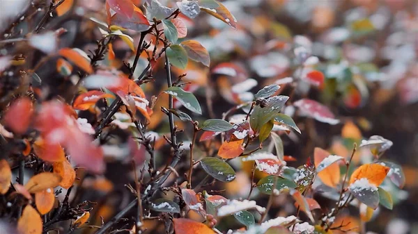 Close up of colorful autumn foliage wet from rain. Video. Natural background wuth a bush branches with green, red, yellow leaves with rain drops.