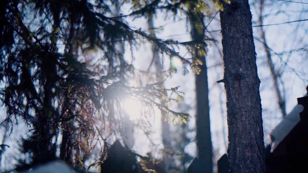 Bottom view of the sun shining through coniferous trees and a part of a wooden house roof. Video. Sunshine and tree branches, trunks on blue sky background. — Stock Photo, Image