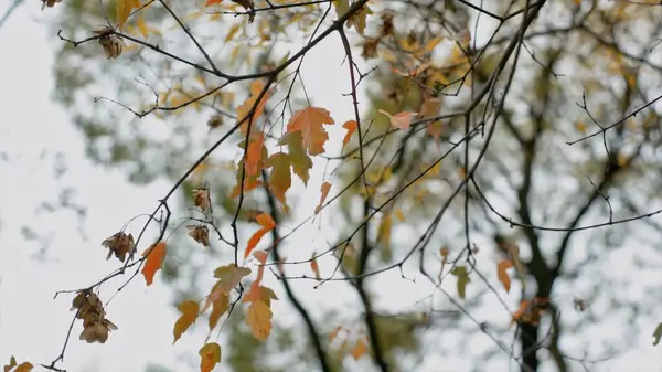 Goldenes Laub im Herbstwald, Blick von unten. Video. Herbst natürliche Landschaft, ein Ast mit bunten Blättern am hellen Himmel und Baumkrone Hintergrund. — Stockfoto