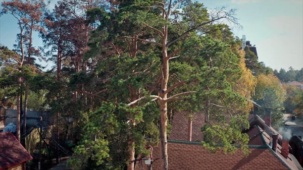 Flygfoto över pittoreska landsbygden moderna hus omgivna av tallar. Videon. Vackra tegelstugor på ekologisk plats en sommardag. — Stockfoto