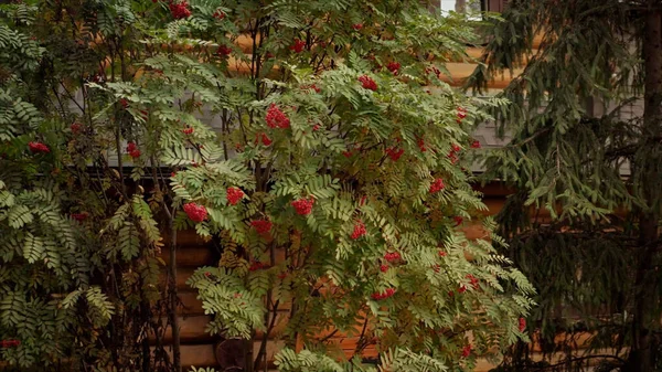 Folhagem verde na floresta de verão, um rowan árvores e um abeto. Vídeo. Queda paisagem natural, um galhos de árvore com uma parede de casa tradicional de madeira no fundo. — Fotografia de Stock