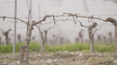 Yeni üzüm tarlasına yakın çekim. Başla. İlkbaharda tarım alanında üzüm bağlarının yeni tohumları. Şarap yapmak için küçük üzüm fidanları.