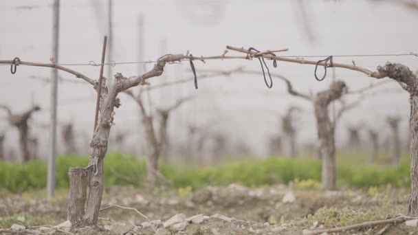 Închiderea plantării unui nou câmp de struguri. Acţiune. Răsaduri noi de podgorii pe teren agricol în primăvară. Domeniul răsadurilor de struguri mici pentru vinificație — Videoclip de stoc