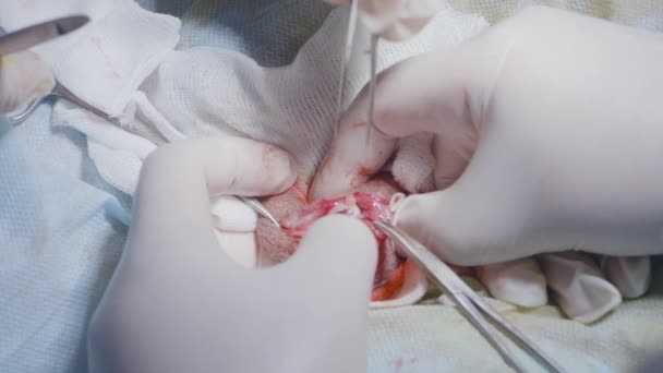 Los cirujanos trabajan con herida abierta y órgano. Acción. Los cirujanos cortan y cosen la herida abierta en el órgano. Cirugía en órgano interno abierto. Incisión con órgano pequeño abierto — Vídeos de Stock