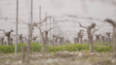 Yeni üzüm tarlasına yakın çekim. Başla. İlkbaharda tarım alanında üzüm bağlarının yeni tohumları. Şarap yapmak için küçük üzüm fidanları.