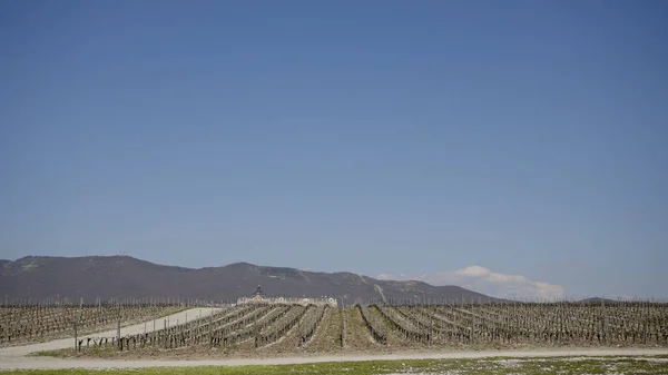 Panorama do campo de uvas. Acção. Campos agrícolas com novas mudas de vinhas para vinificação. Belos campos com novas vinhas na estação de primavera — Fotografia de Stock