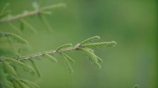 Närbild av gran gren på grön suddig skog bakgrund. Videon. Naturlig bakgrund med ett granträd detaljer. — Stockfoto