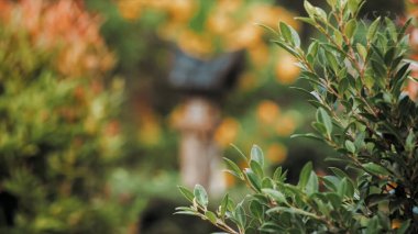 Güzel yeşil yaz bahçesiyle çevrili boş bir kuş evi. Video kaydı. Bahçenin yemyeşil atmosferi çalılar ve çiçeklerle dolu..