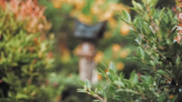 Prázdná ptačí budka obklopená krásnou zelenou letní zahradou. Video. Bujná úžasná atmosféra zahrady s keři a květinami. — Stock video