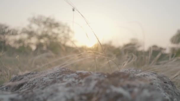 Närbild av mossa på den stora stenen på ett sommarfält med gräs och vete. Börja. Solnedgång landskap ovanför träd, buskar och äng. — Stockvideo