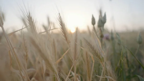 Sonne scheint durch Weizenähren auf einem Sommerfeld. Handeln. Nahaufnahme von goldenen schönen Sommerwiese auf verschwommenem Himmel Hintergrund. — Stockfoto