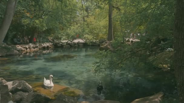 Пара лебедів плаває в ставку зеленого парку. Дія. Красивий чистий ставок з плаваючими лебедями на фоні зелених дерев. Райський зелений парк зі ставком і лебедями — стокове відео