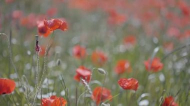 Güneşli bir yaz gününde gün batımında kırmızı gelincikler ve yeşil otlarla dolu büyük bir tarla. Başla. Kırmızı gelincik çiçekleri olan güzel bir tarla..