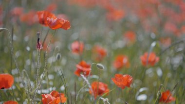 Güneşli bir yaz gününde gün batımında kırmızı gelincikler ve yeşil otlarla dolu büyük bir tarla. Başla. Kırmızı gelincik çiçekleri olan güzel bir tarla..