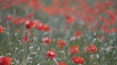 Güneşli bir yaz gününde gün batımında kırmızı gelincikler ve yeşil otlarla dolu büyük bir tarla. Başla. Kırmızı gelincik çiçekleri olan güzel bir tarla..