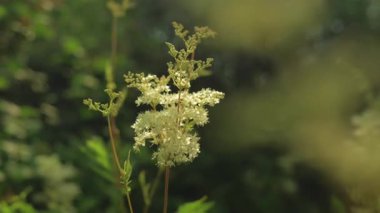 Narin beyaz filipendula ulmaria, ya da çayırkuşu, yaz güneşinde vahşi bir tarlada çiçek açıyor.