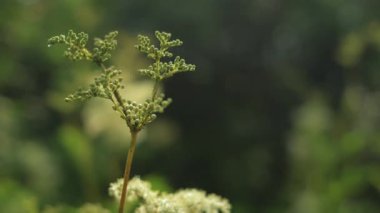 Narin yeşil bir kır çiçeğinin yakınında tomurcukları hafif bir esintide sallanırken bulanık bir arka planda