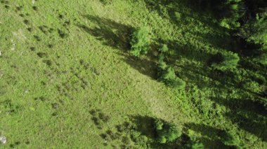 Bereketli yeşil çayır güneşli bir yaz gününde sık ormanla buluşur. Medya