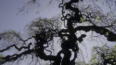 Güneş ışığı, ağlayan bir ağacın bükülmüş dallarından süzülerek büyüleyici bir ışık ve gölge oyunu yaratır.