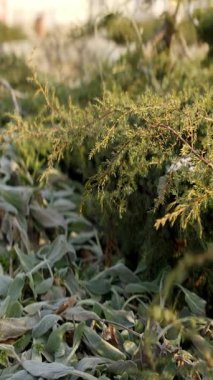 Koyun kulaklarını kaplayan ve koruyan yeşil ardıç dalları kış boyunca bir bahçede.
