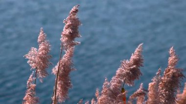 Arka planda sakin mavi bir göl ile hafif bir esintide sallanan sazlıklar. Medya