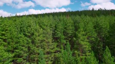 Mavi gökyüzünün altında yemyeşil bir çam kubbesi, süpüren hava aracı kayan tepe boyunca uzanan yoğun kozalaklı ormanı ortaya çıkarıyor. Medya