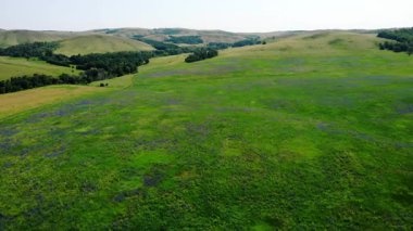 Güneşli bir yaz gününde kır çiçekleriyle güzel yeşil bir çayır manzarası.
