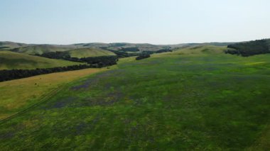 Uçsuz bucaksız yeşil bir arazide uçan güzel hava görüntüleri. Yuvarlanan tepeler ve açan çiçeklerle.