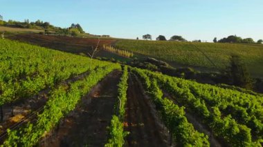 Güneşli bir günde şarap ülkesinde güzel üzüm bağları üzerinde hareket eden manzara görüntüleri. Medya