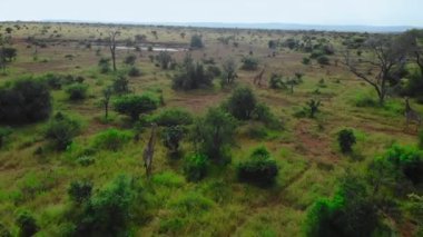 Dağınık ağaçlarla hava manzarası açık, insansız hava aracı otlaklar ve uzak su birikintilerinde süzülüyor.