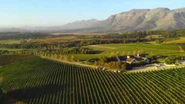 Üzüm bağları sıraları üzerinde altın anten dağ zeminli şaraphane binaları, düzgün asma çizgileri, ağaçlarla kaplı. Medya