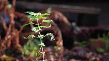 Yaprak Dökümünün Arasındaki Küçük Yeşil Seedling, Yumuşak Bokeh Arkaplanı, Nemli Toprakta Sabah Işığı, Küçük Yosun. Medya