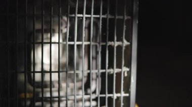 Metal Kafes Arkasında Beyaz Fare, Sert Spotlight Altında Laboratuvar Deneği, Soğuk Kablo Çubukları, Gölgeler, Kapanış. Medya