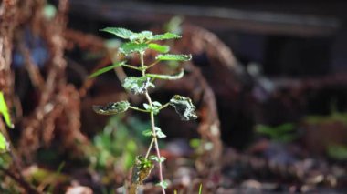 Küçük filizlenen ıslak yaprak kiri, ince yapraklarda parlayan yağmur damlaları, bulanık arkaplanlı sığ odaklanma. Medya