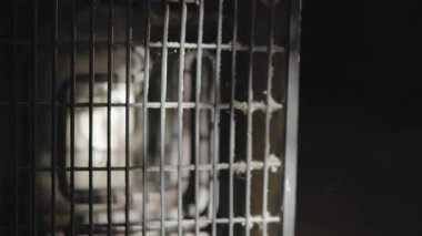 Beyaz Fare Küçük Ev Kafesinde, Evcil Hayvan Bakımı Ilık Lamba Işığı, Temiz Yatak ve Oyuncak Görünür, Sakin. Medya