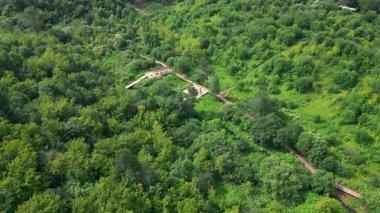 Beyaz bir kuşun, ahşap yürüyüş yolları olan yoğun yeşil bir ormanın üzerinde zarif bir şekilde süzülüşünün havadan görüntüsü. Kırp